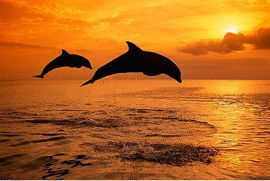 《女神异闻录4：重制版》将在世嘉2027财年或之后发售